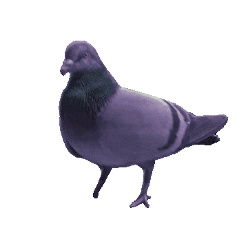 pigeonstrut